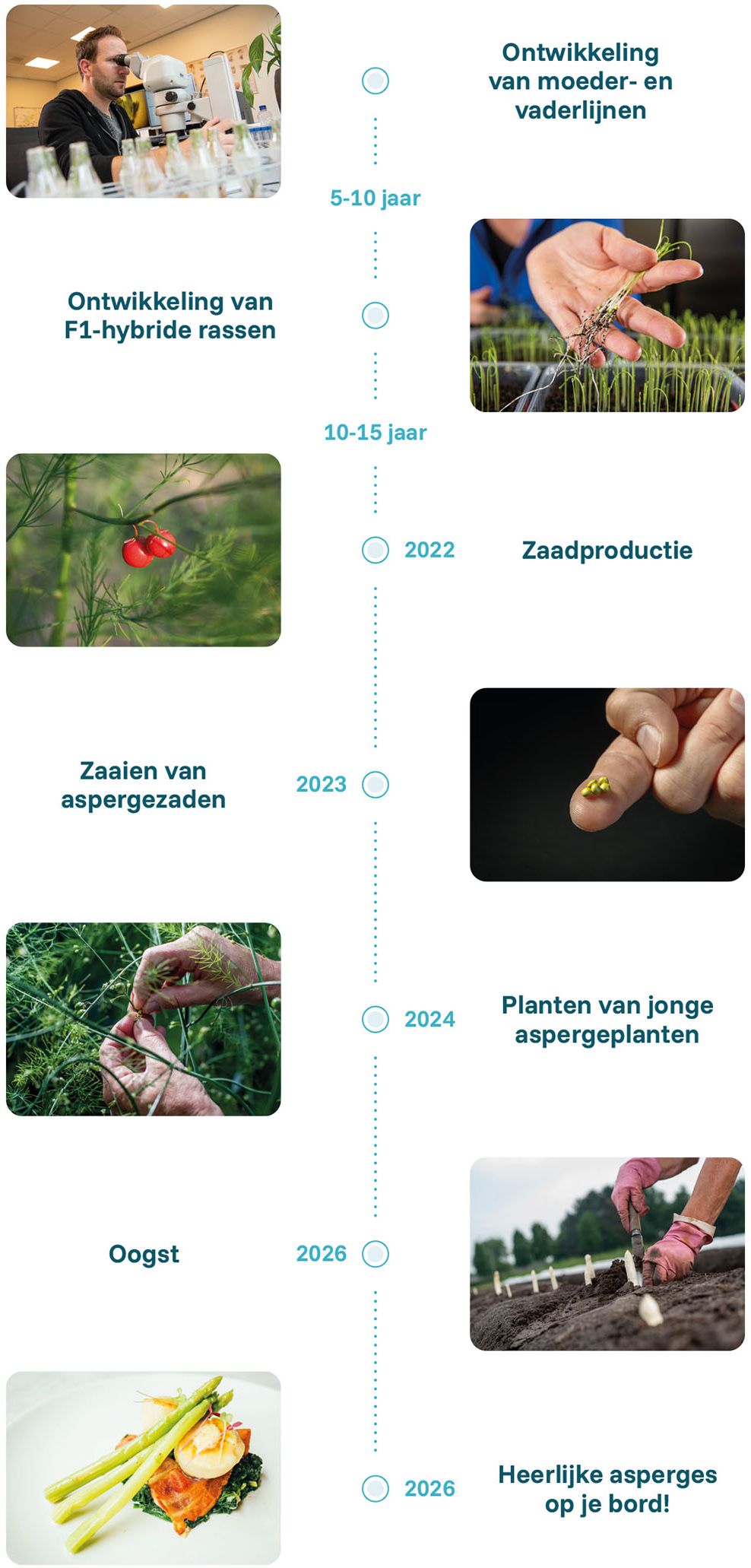 Asperge DNA van Limgroup